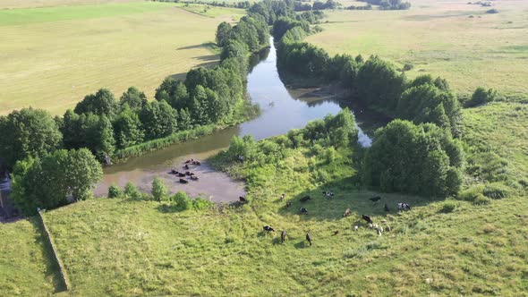 Cows Swim By the River, Russia