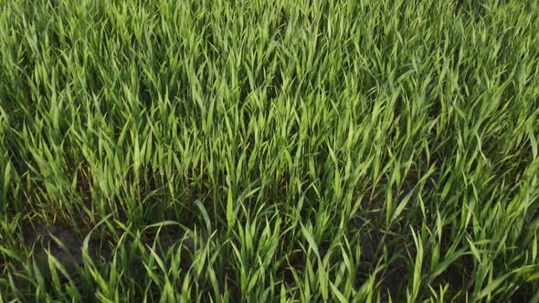 agriculture. green field of early wheat at sunset sunset sunlight movement. green grass sways 