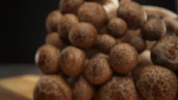 Shimeji Mushrooms 06 alt