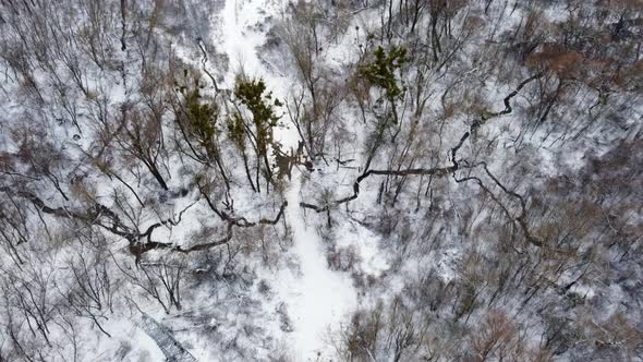 Streams in white winter snowy forest, aerial view