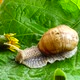 Shooting of Garden Snail - VideoHive Item for Sale