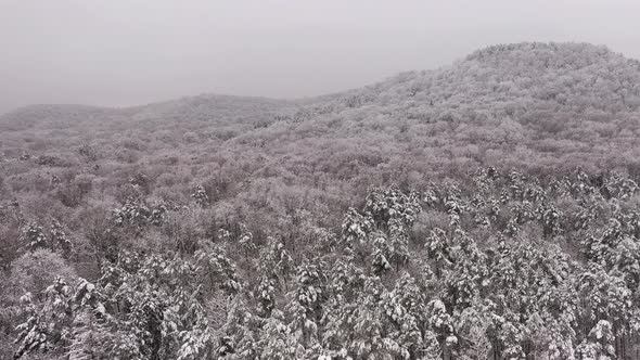 Mystical Winter Landscape with Fog and White Trees alt