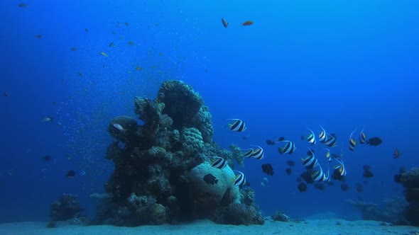 Tropical Coral Garden Marine Life alt