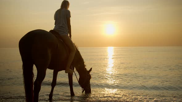 Horse Drinks Sea Water on the Background of Sunset