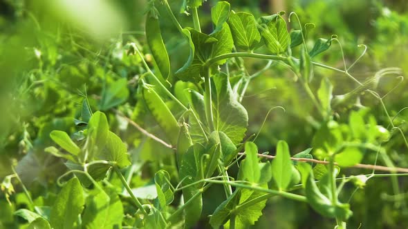 Vines of young peas grow in sunny garden, close up slider shot alt