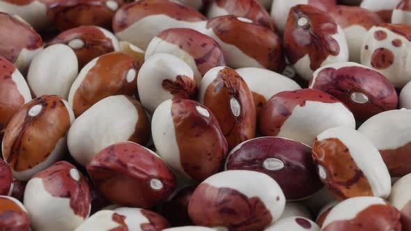 Colorful bean seed were produced under organic condition.