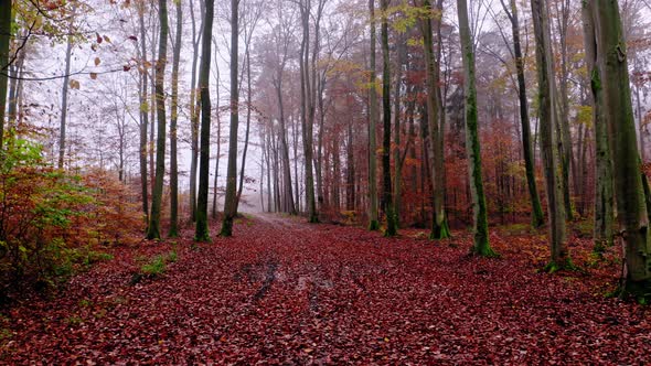 Autumn forest and leafy footpath. Nature in Poland. alt