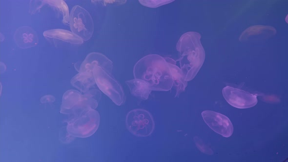 Transparent Jellyfish in the Aquarium Close Up