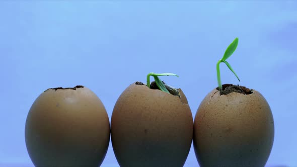 Three Eggs with Growing Plants Inside, Development Concept, New Beginning Spring Time Germination