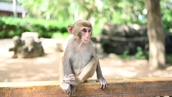 Red Face Monkey Rhesus Macaque Cute Funny Baby Child in Tropical Nature Park