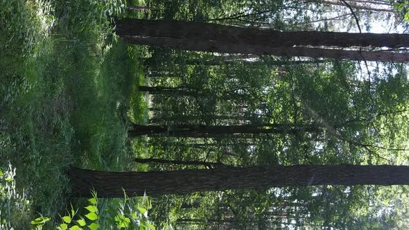 Vertical Video Aerial View Inside a Green Forest with Trees in Summer alt