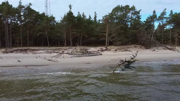 Aerial View Beach After the Storm With Fallen Trees and Trunks.  alt