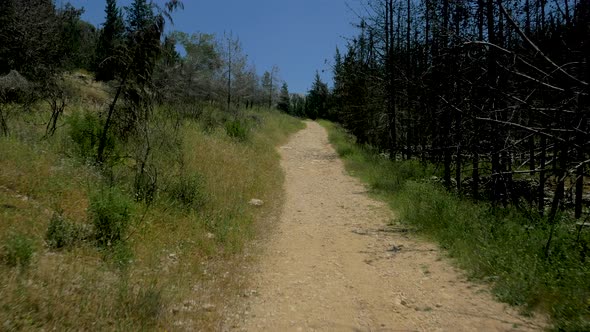 Flying low between trees in forest over a white path