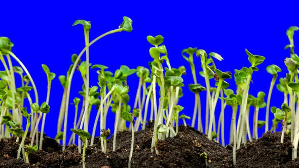 Radish Young Growth Time Lapse with Alpha Channel