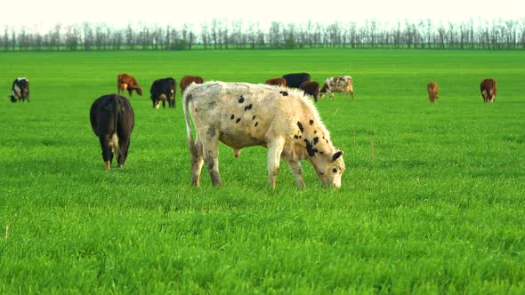 Cows in Field Grazing on Grass and Pasture in Australia on a Farming Ranch alt