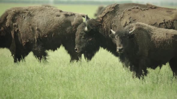 Nature: Bison in a Field on Pasture. Slow Motion alt