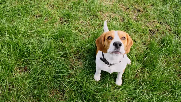 Dog Beagle Sitting at Grass in a Green Park and Barks alt