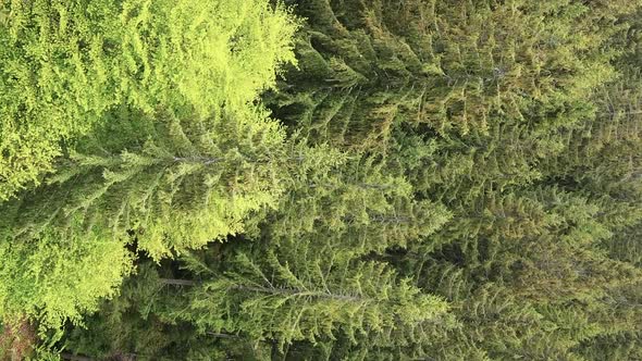 Vertical Video Aerial View of Trees in the Forest alt
