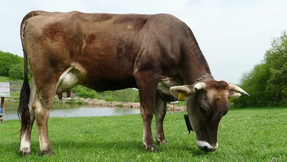 Cow Grazing Fresh Green Grass alt