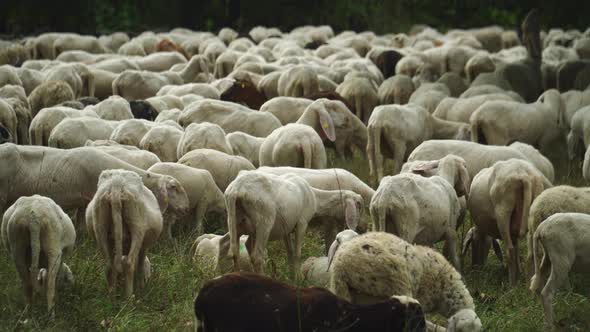 A Large Flock Of Sheep alt