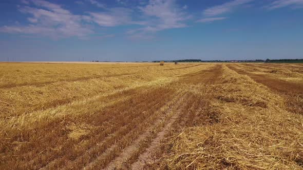 flying over a mown wheat field.