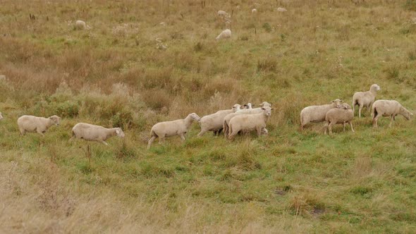 Herd of Sheep Grazing in the Meadow Farming and Raising Livestock