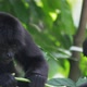Spider Monkeys Eating - VideoHive Item for Sale