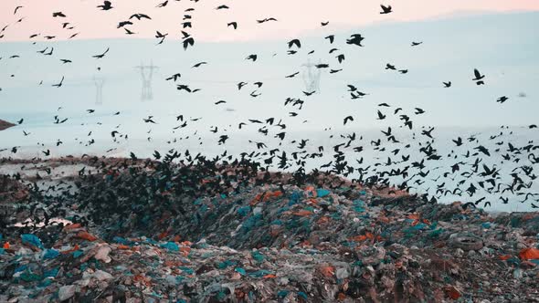 Birds are Flying Overgarbage Hill alt