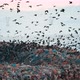 Birds are Flying Overgarbage Hill - VideoHive Item for Sale