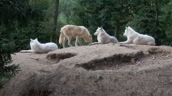 Arctic wolf (Canis lupus arctos), also known as the white wolf or polar wolf