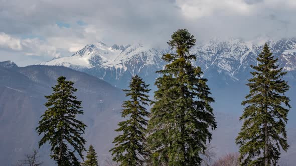 Firs trees in front of mountains and clouds.