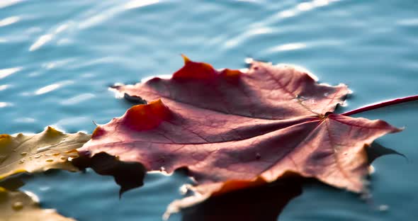 Maple Leaf Falls Into The Water