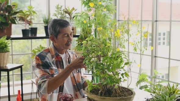 Agriculture concept. A retired Asian man pruning a bonsai tree in a greenhouse. 4k Resolution. alt