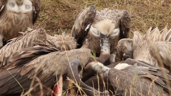 Vulture Feeding Frenzy