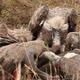 Vulture Feeding Frenzy - VideoHive Item for Sale