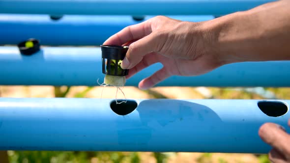 Seedlings the salad plant in the sponge with water pipe for plant