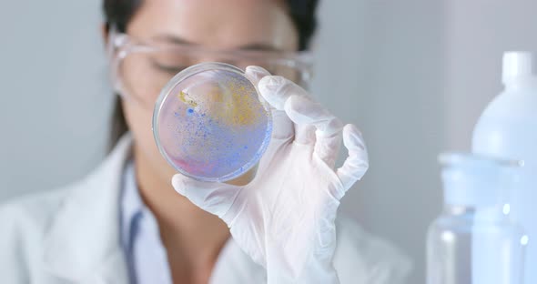 Scientist checking petri dish  alt