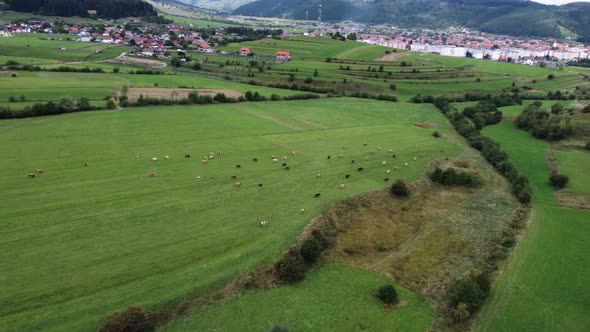 Aerial Footage of Cows