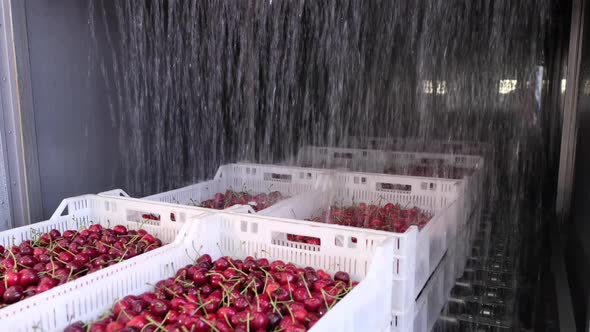Ripe Red Wild Cherries in Containers Move Under Water