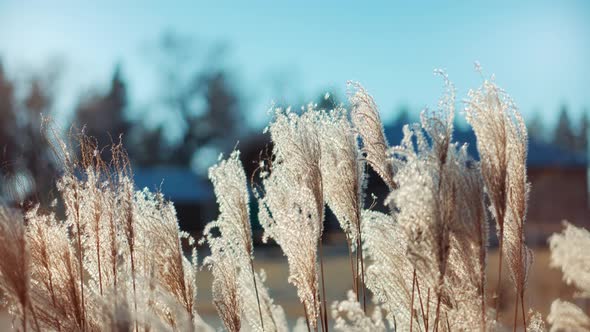 Reeds Sway On Wind And Sun Rays. Wild Grass Sway From Wind On Nature Sky. Reed In Meadow Sways. alt
