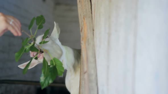 Girl feeding a goat a branch with green leaves