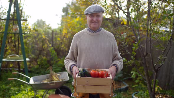 Elderly Caucasian Man Posing with Harvested Tomatoes and Cucumbers alt