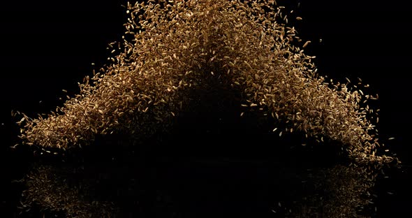 Seeds of Fennel, foeniculum vulgare Exploding against black Background, slow motion 4K alt