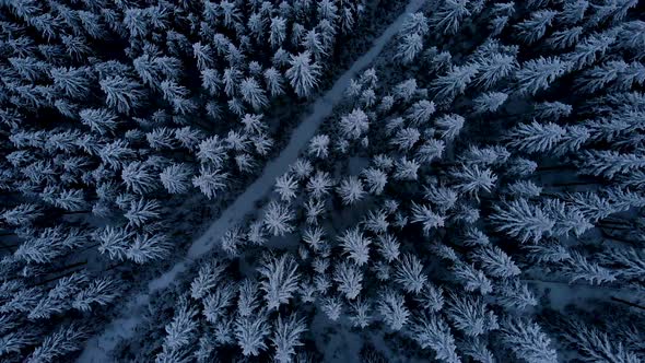 Aerial Flying over Dark Mountain Winter Pine Forest alt