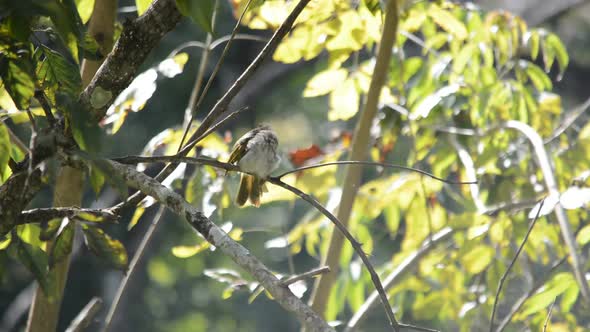 Cute little bird preening on tree branch