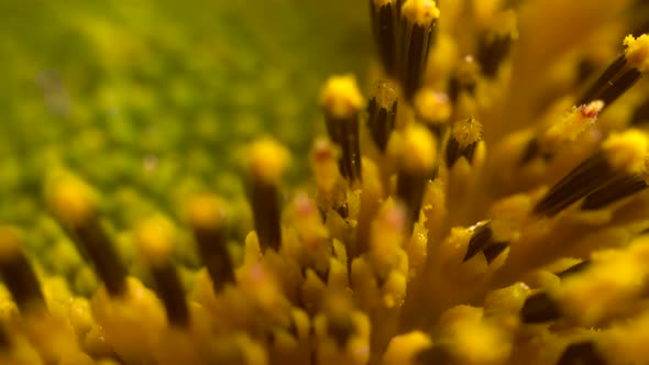 Sunflower Macro Pollen Rotation