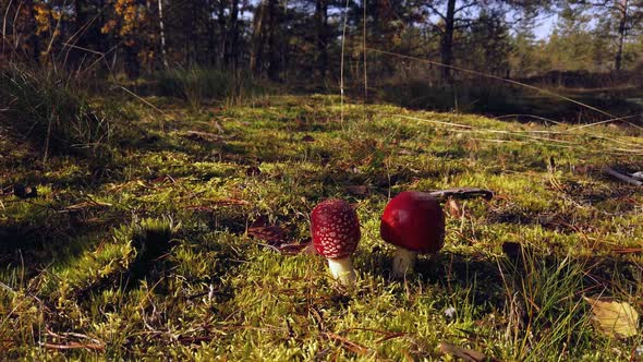 Mushroom Fly Agaric Grows in the Moss