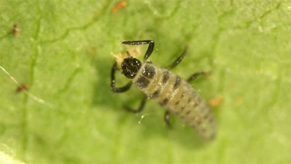 Larva Under the Microscope, the Initial Stage of the Coccinellidae Larva (Ladybug) alt