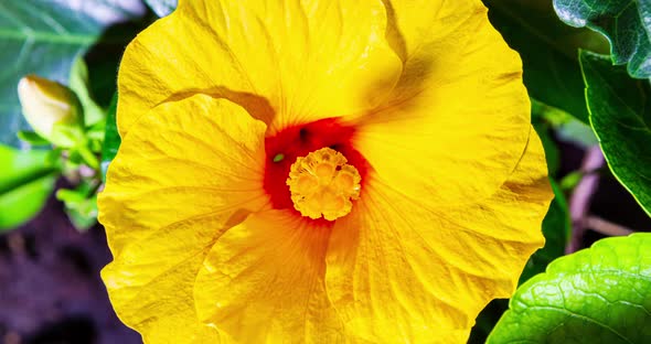 Detailed macro time lapse of a blooming yellow hibiscus flower