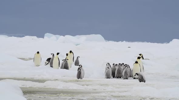 Emperor Penguins with Chicks Close Up in Antarctica